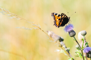 butterfly on a flower © reif.dk