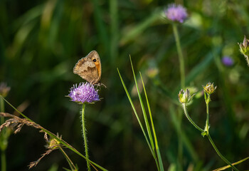 butterfly on a flower © reif.dk
