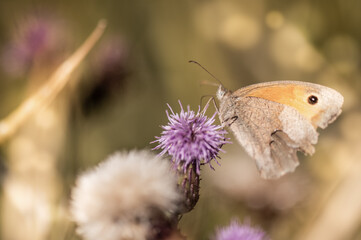butterfly on thistle