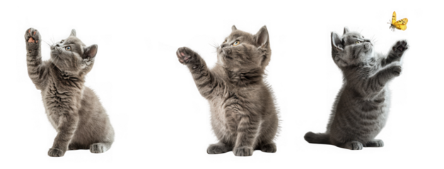 three adorable gray kittens playfully reaching for a vibrant yellow butterfly captured in a charming sequence on transparent background