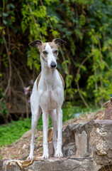 A white and brown brindle dog of the Whippet breed standing on a stone staircase.