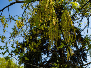 Flowers of the oak (Quercus) with small young leaves in a sunny day in May. Oak blossom close up