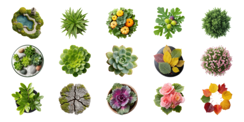 Various Plant And Leaf Arrangements Set. Nature And Botanical Diversity Collection Isolated On Transparent Background
