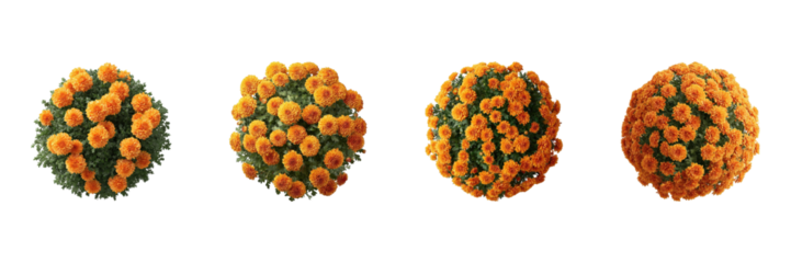 Orange Marigold Flower Top View Set. Vibrant Floral Arrangement Collection Isolated On Transparent Background