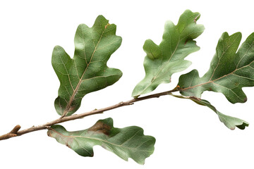 Fototapeta premium A branch with green leaves stands out on a transparent background, showcasing natural shapes and textures for use in design projects or decorative purposes