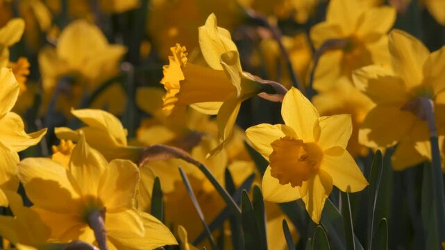 pair of yellow daffodil flowers surrounded in busy meadow, close up backlit by bright sunshine, medium close up