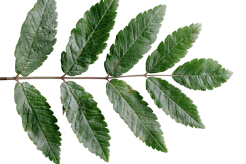 A collection of sapling pinnate leaves arranged in a row. The leaves have a natural green color and are isolated on a transparent background. Suitable for use in design projects
