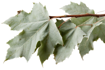 A branch with lobed leaves is shown on a transparent background, highlighting the natural form of the leaves without distractions. This captures fine details of the foliage