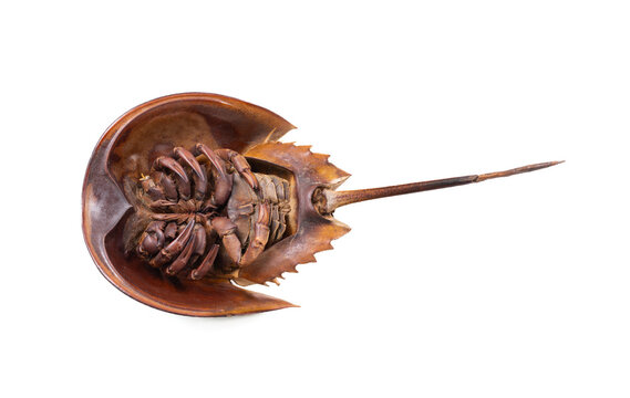 Ventral view of Limulus polyphemus showing anatomy of a living fossil, horseshoe crab museum specimen
