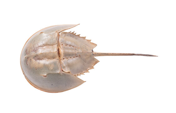 Dorsal view of Limulus polyphemus showing anatomy of a living fossil, horseshoe crab museum specimen