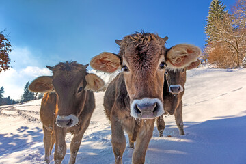 K&uuml;he im Schnee - Allg&auml;u - lustig - Winter - Braunvieh