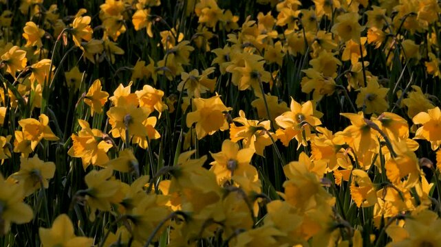 daffodils, busy meadow of crowded yellow flowers, dappled shaded sunlight gently moving shadows