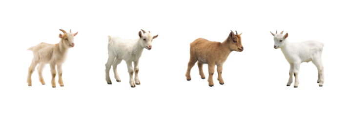 Four Baby Goats Set. Farm Animal And Livestock Collection Isolated On Transparent Background