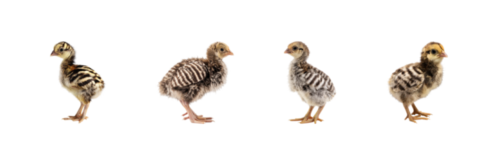 Four Baby Guinea Fowl Chicks Set. Poultry Farming And Wildlife Collection Isolated On Transparent Background