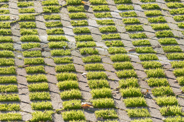 Permeable pavement blocks with green grass growing