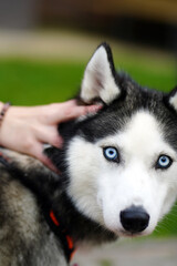 Siberian husky with striking blue eyes is being gently petted by a person, showcasing the bond between human and dog in a vibrant outdoor setting with green grass