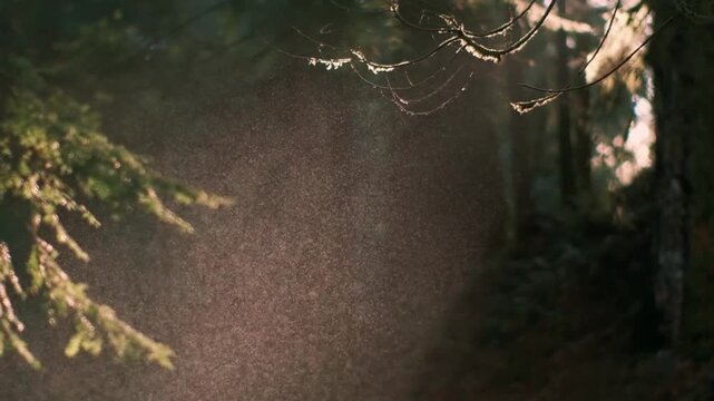 Morning Dew Glistening on Spider Web in Evergreen Forest