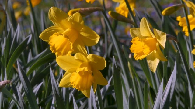 daffodils, close-up yellow Spring flowers bouncing in wind, sunny weather