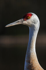 Obraz premium Sandhill crane