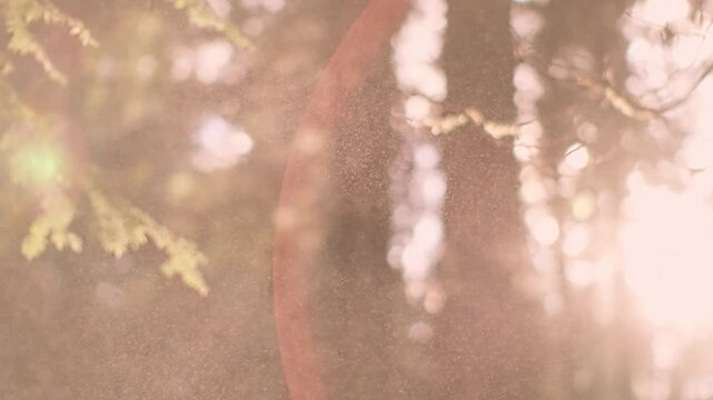 Dreamy Golden Sunlight Filtering Through Evergreen Tree Branches