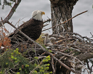 Young-8-day-old eaglet flaps its wings as parent eagle watches; high in a nest on Pender Island, BC. There is also an unhatched egg in the nest.