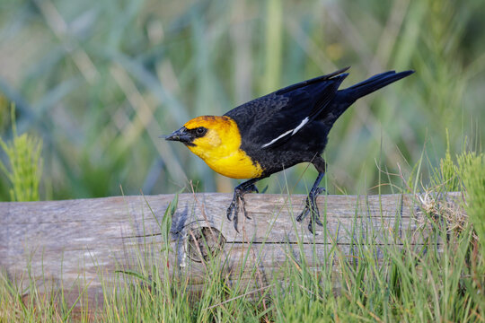 Yellow headed blackbird