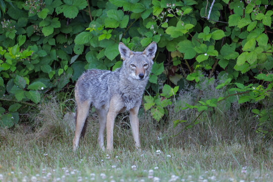 Coyote