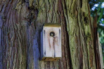 Red breasted nuthatch bird