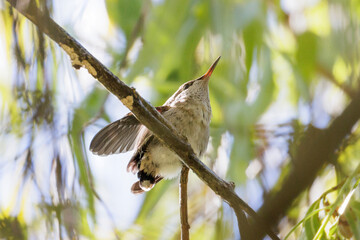 Naklejka premium Anna's hummingbird
