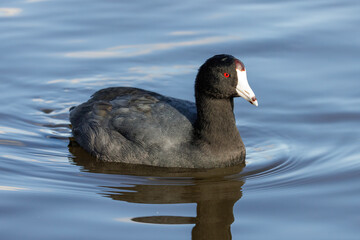 American coot