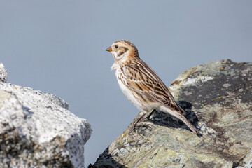 Lapland Longspur