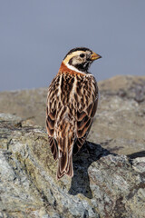 Lapland Longspur