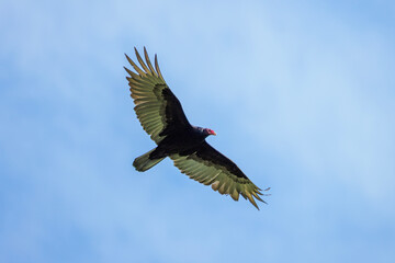 Obraz premium Turkey vulture
