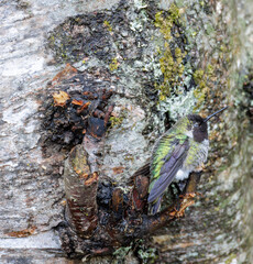 Fototapeta premium Anna's hummingbird