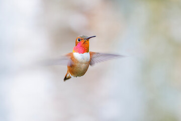 Fototapeta premium Rufous hummingbird