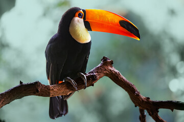 Fototapeta premium Toco Toucan Silhouetted on a Branch with Soft Bokeh Background and Natural Light