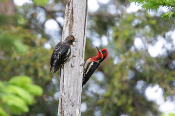 Red-breasted sapsucker bird