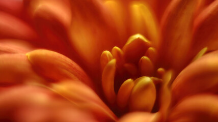 Floral background featuring a warm macro image of an orange flower's heart