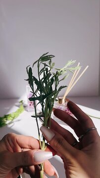 A close view of hands gently holding fresh green herb stems, highlighted by natural light and soft shadows against a clean white surface.