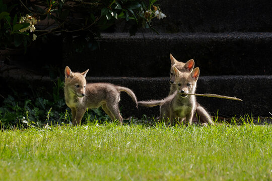 Coyote pup