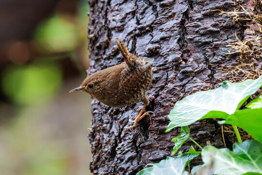 Pacific wren