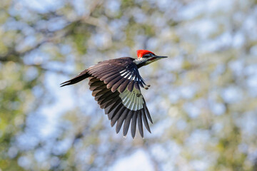 Pileated Woodpecker bird
