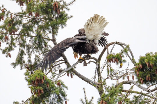 Bald eagle