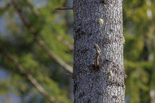 Northern pygmy owl