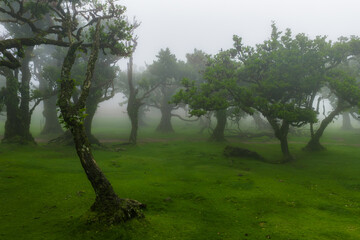 Mossy laurel trees recede into dense fog at Fanal Forest, Madeira. Soft, diffused light flattens...