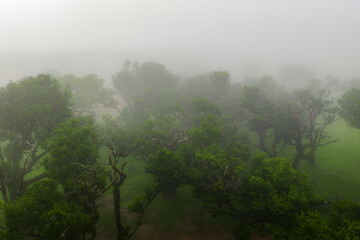 Dense fog surrounds gnarled laurel trees in Fanal, Madeira, Portugal. Moss covered trunks and twisted branches appear in diffused light on an overcast morning.