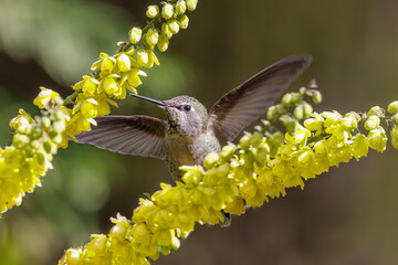 Naklejka premium Anna's hummingbird