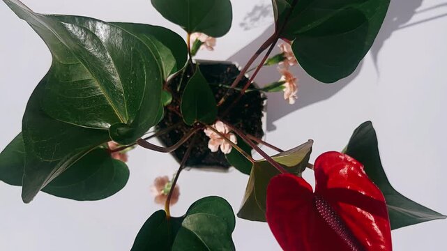 A red anthurium bloom surrounded by deep green leaves, shown from above with gentle light and clean white background.