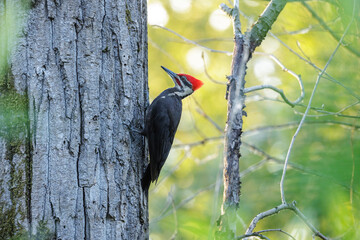 Pileated Woodpecker bird