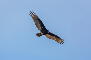 Fototapeta premium Turkey vulture